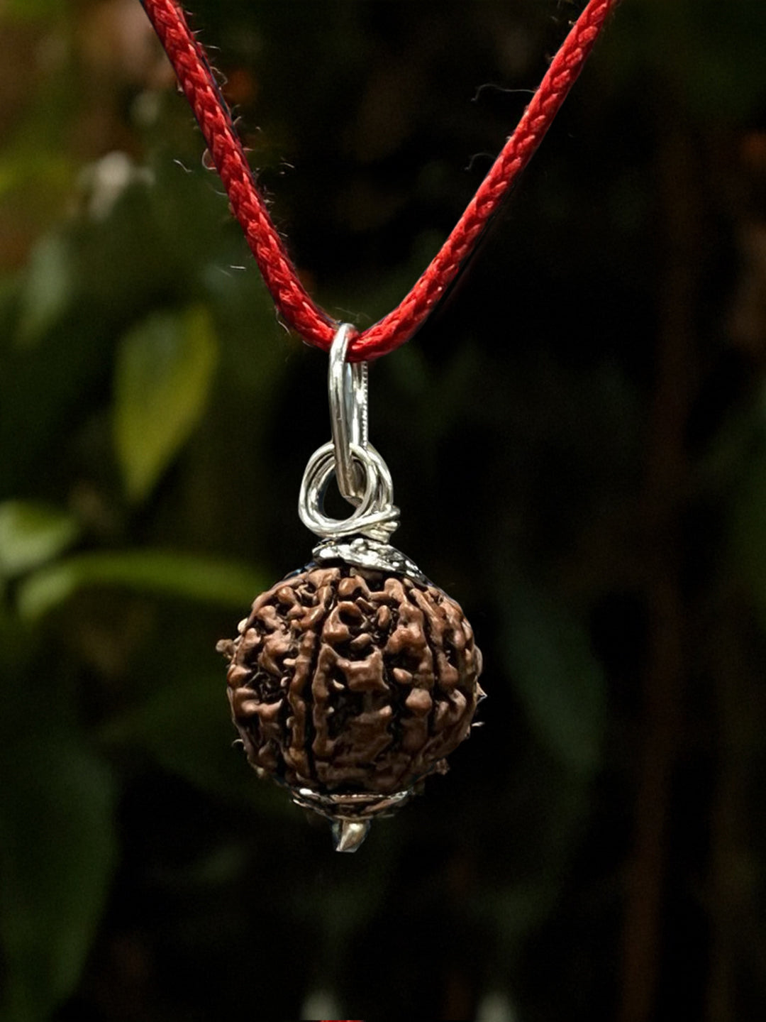 6 Mukhi Nepali Rudraksha - Chhey Mukhi - Rudrajap