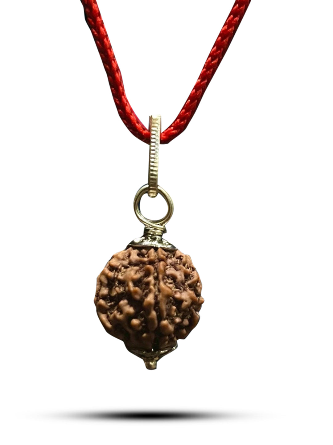 5 Mukhi Nepali Rudraksha - Paanch Mukhi - Rudrajap
