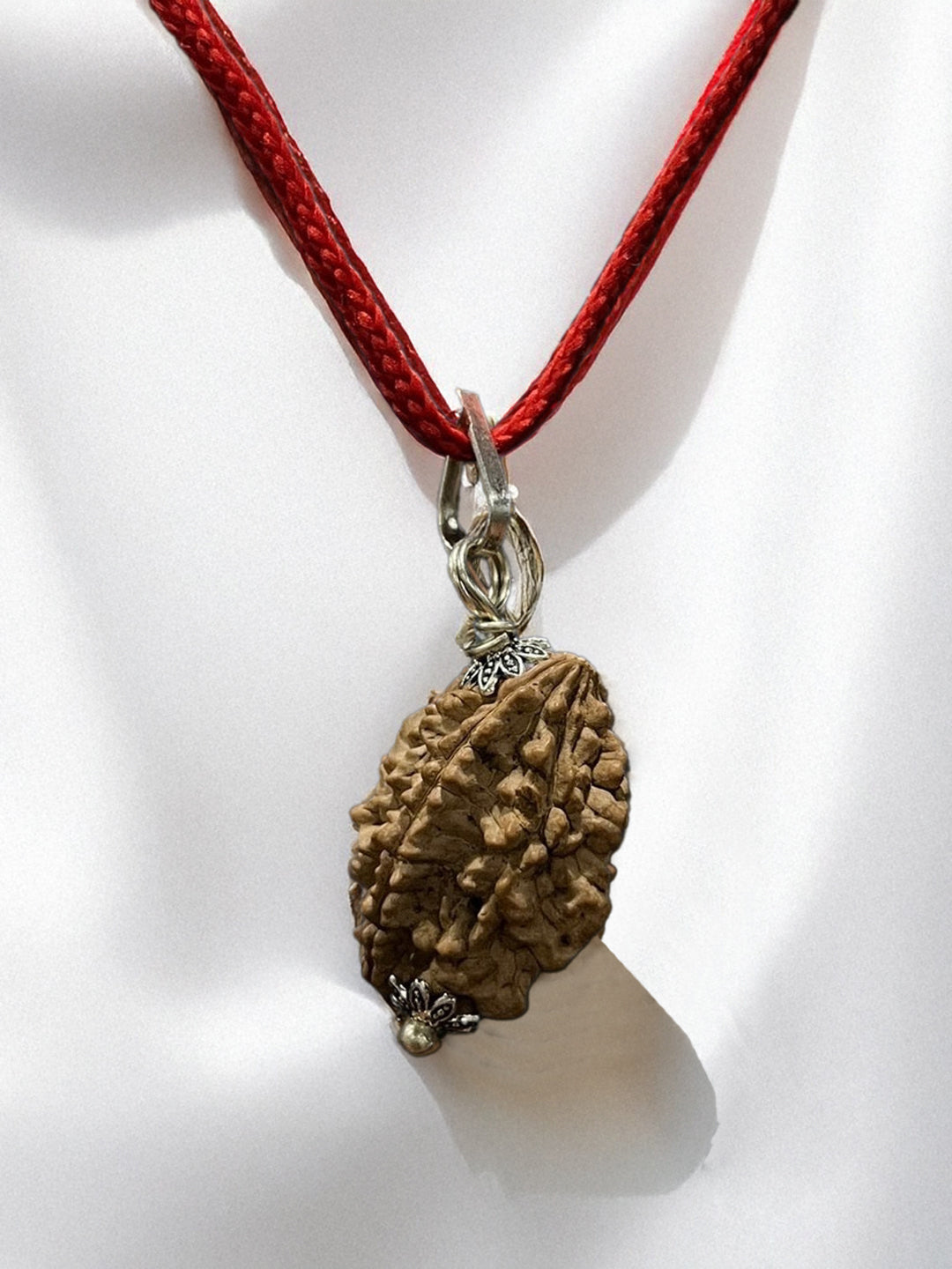 2 Mukhi Nepali Rudraksha - Do Mukhi - Rudrajap