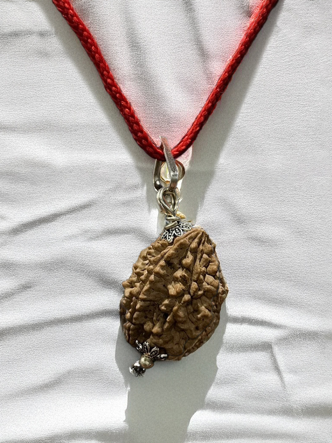 2 Mukhi Nepali Rudraksha - Do Mukhi - Rudrajap