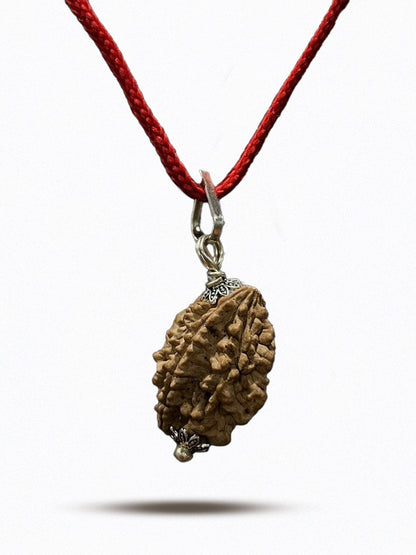 2 Mukhi Nepali Rudraksha - Do Mukhi - Rudrajap
