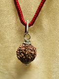 5 Mukhi Nepali Rudraksha - Paanch Mukhi - Rudrajap