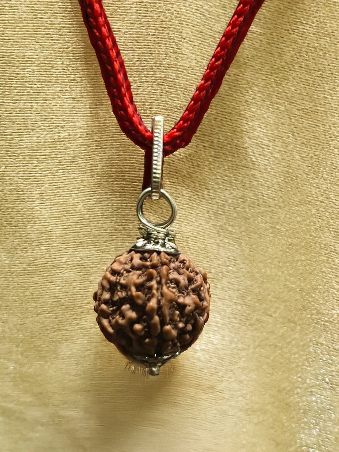 5 Mukhi Nepali Rudraksha - Paanch Mukhi - Rudrajap