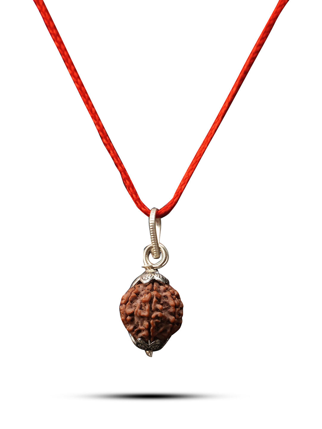 7 Mukhi Nepali Rudraksha - Saat Mukhi - Rudrajap