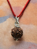 6 Mukhi Nepali Rudraksha - Chhey Mukhi - Rudrajap